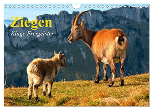 Ziegen. Kluge Freigeister (Wandkalender 2025 DIN A4 quer), CALVENDO Monatskalender von CALVENDO