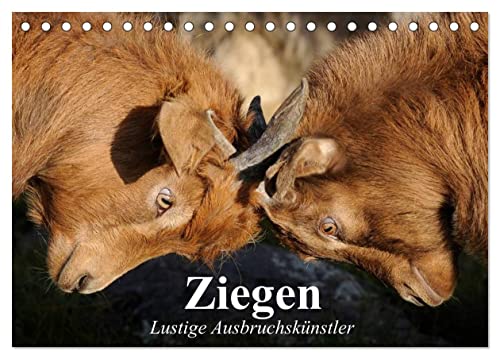 Ziegen. Lustige Ausbruchskünstler (Tischkalender 2025 DIN A5 quer), CALVENDO Monatskalender von CALVENDO