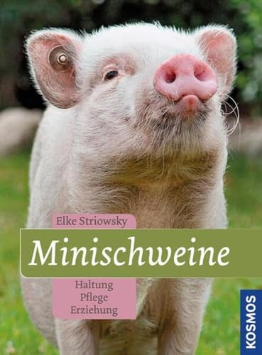 Minischweine