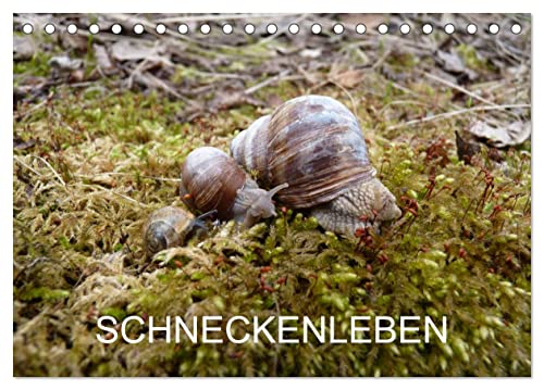 Schneckenleben (Tischkalender 2024 DIN A5 quer), CALVENDO Monatskalender von CALVENDO
