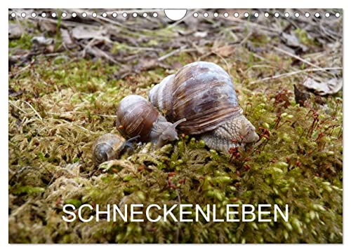 Schneckenleben (Wandkalender 2024 DIN A4 quer), CALVENDO Monatskalender von CALVENDO