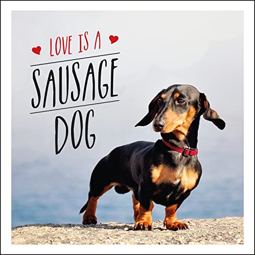Love is a Sausage Dog: A Pup-Tastic Celebration of Dachshunds - The World's Cutest Dogs von Summersdale