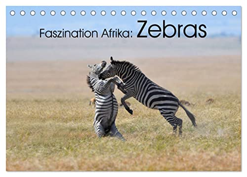 Faszination Afrika: Zebras (Tischkalender 2024 DIN A5 quer), CALVENDO Monatskalender von CALVENDO