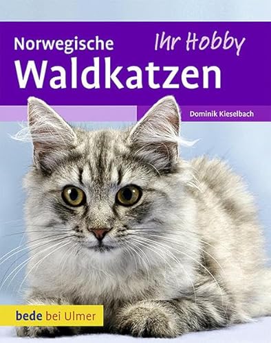 Norwegische Waldkatzen