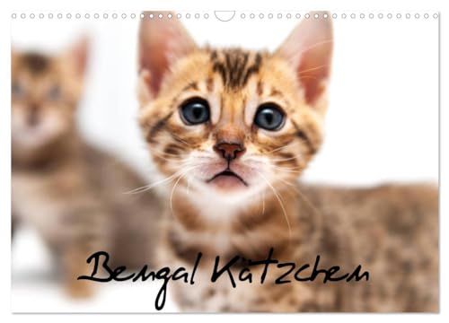 Bengal Kätzchen (Wandkalender 2025 DIN A3 quer), CALVENDO Monatskalender: Wundervolle Momente von Bengalkitten eingefangen. von Calvendo