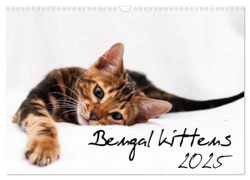 Bengal kittens 2025 (Wall Calendar 2025 DIN A3 landscape), CALVENDO 12 Month Wall Calendar: Wonderful moments with Bengal kittens