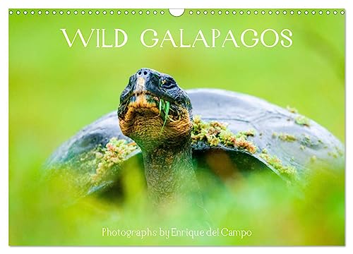 WILD GALAPAGOS (Wandkalender 2024 DIN A3 quer), CALVENDO Monatskalender