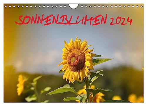 Sonnenblumen 2024 (Wandkalender 2024 DIN A4 quer), CALVENDO Monatskalender von CALVENDO