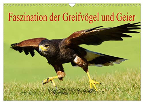 Faszination der Greifvögel und Geier (Wandkalender 2025 DIN A3 quer), CALVENDO Monatskalender