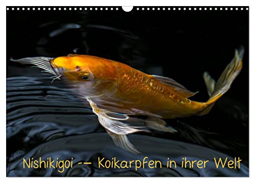 Nishikigoi – Koikarpfen in ihrer Welt (Wandkalender 2024 DIN A3 quer), CALVENDO Monatskalender von CALVENDO