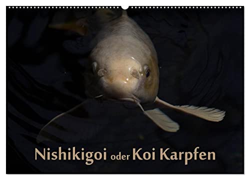 Nishikigoi oder Koi Karpfen (Wandkalender 2024 DIN A2 quer), CALVENDO Monatskalender