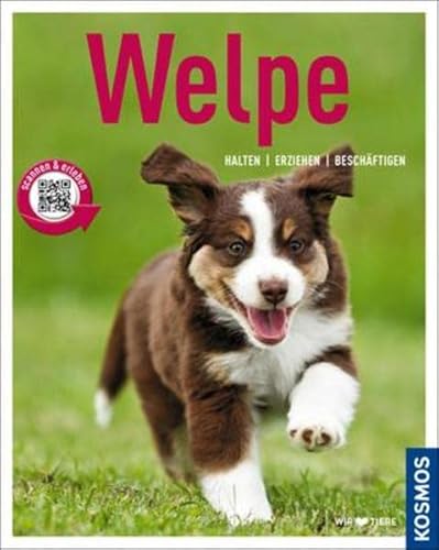 Welpe: Halten, erziehen, beschäftigen