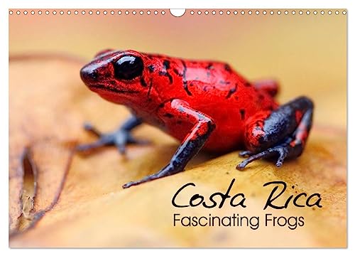 Costa Rica - Fascinating Frogs (Wall Calendar 2025 DIN A3 landscape), CALVENDO 12 Month Wall Calendar: Macro shots of frogs and toads from Costa Rica von Calvendo