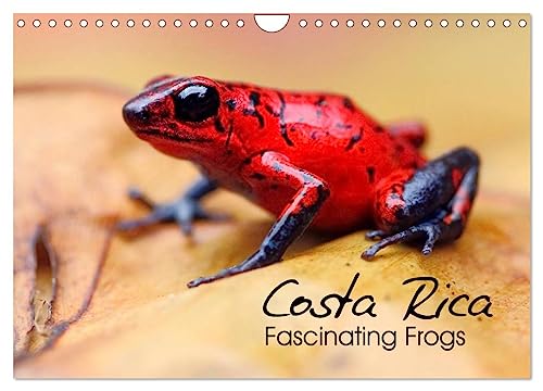 Costa Rica - Fascinating Frogs (Wall Calendar 2025 DIN A4 landscape), CALVENDO 12 Month Wall Calendar: Macro shots of frogs and toads from Costa Rica