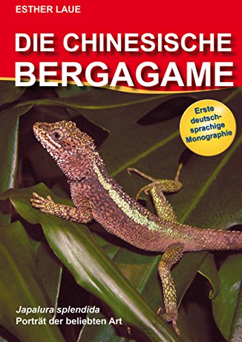 Die Chinesische Bergagame /Japalura Spendida: Japalura splendida. Porträt der beliebten Art