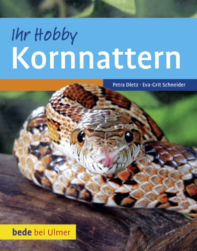 Kornnattern