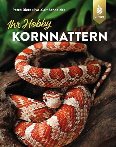 Kornnattern