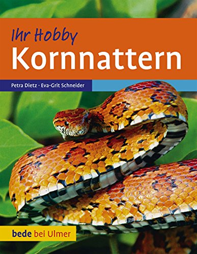 Kornnattern