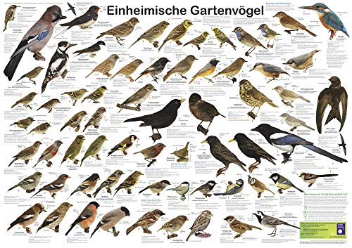 Einheimische Gartenvögel (Planet-Poster-Box)