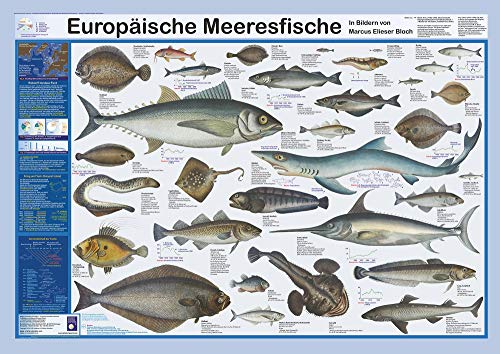 Europäische Meeresfische (Planet-Poster-Box)