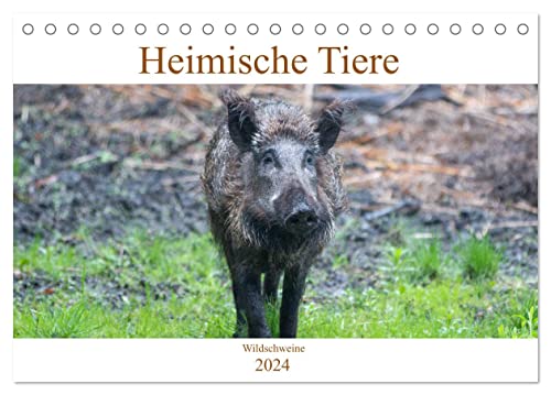 Heimische Tiere - Wildschweine (Tischkalender 2024 DIN A5 quer), CALVENDO Monatskalender von CALVENDO