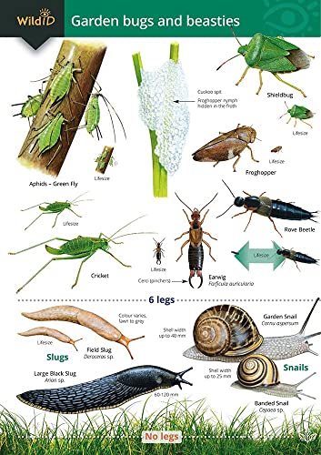 Garden Bugs and Beasties von Field Studies Council