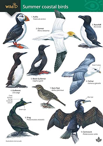 Guide to Summer Coastal Birds von Field Studies Council