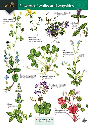 Guide to flowers of walks and waysides (FSC Fold-out charts) von Field Studies Council