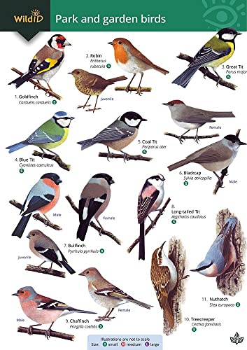 Park and garden birds von Field Studies Council