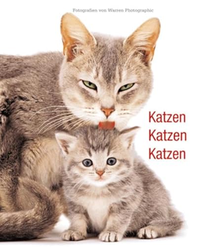 Katzen, Katzen, Katzen