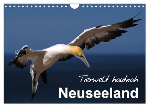 Neuseeland - Tierwelt hautnah (Wandkalender 2024 DIN A4 quer), CALVENDO Monatskalender: Erleben Sie Neuseelands einzigartige Tierwelt!