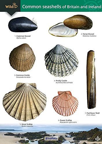 Guide to the Common Seashells of Britain and Ireland von Field Studies Council