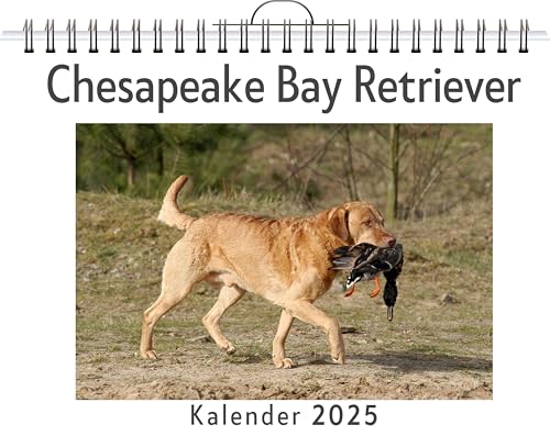 Chesapeake Bay Retriever - (Wandkalender 2025, Kalender DIN A4 quer, Monatskalender im Querformat mit Kalendarium, das perfekte Geschenk) von FlipFlop