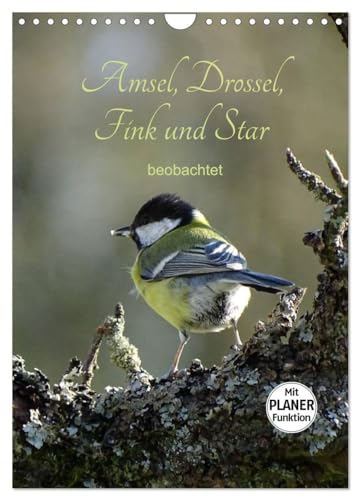 Amsel, Drossel, Fink und Star - beobachtet (Wandkalender 2025 DIN A4 hoch), CALVENDO Monatskalender von CALVENDO