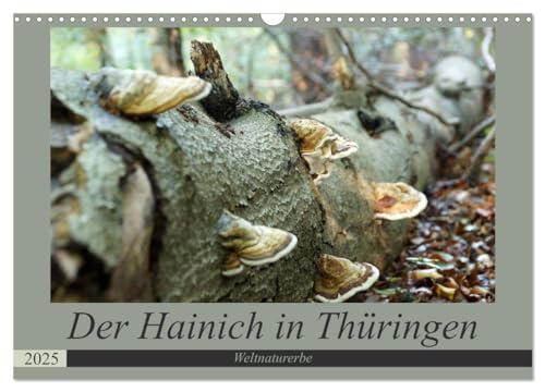 Der Hainich in Thüringen - Weltnaturerbe (Wandkalender 2025 DIN A3 quer), CALVENDO Monatskalender von CALVENDO