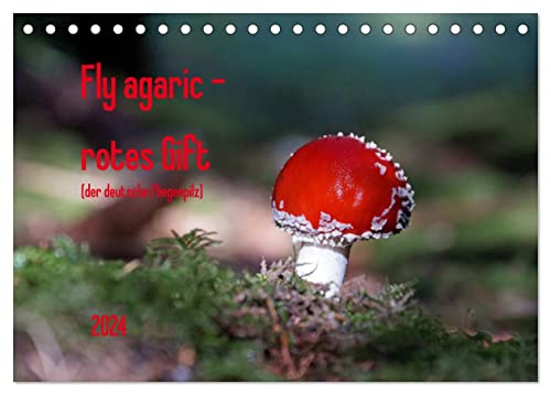 Fly agaric - rotes Gift (Tischkalender 2024 DIN A5 quer), CALVENDO Monatskalender
