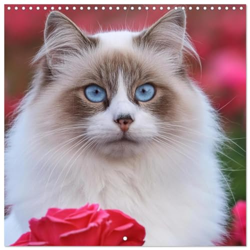 Beautiful Ragdolls - Cats in Nature (Wall Calendar 2025 12 × 12 Inch) CALVENDO 12 Month Wall Calendar von CALVENDO