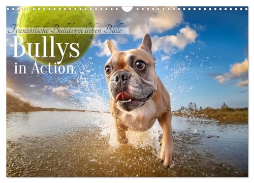 Bullys in Action - Französische Bulldoggen lieben Bälle (Wandkalender 2025 DIN A3 quer), CALVENDO Monatskalender