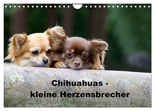 Chihuahuas - kleine Herzensbrecher (Wandkalender 2024 DIN A4 quer), CALVENDO Monatskalender von CALVENDO