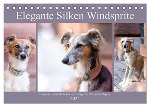 Elegante Silken Windsprite (Tischkalender 2024 DIN A5 quer), CALVENDO Monatskalender von CALVENDO