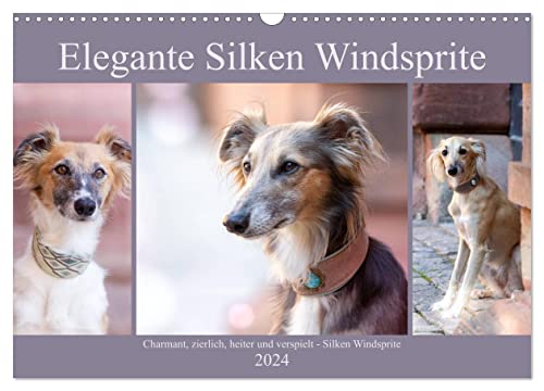 Elegante Silken Windsprite (Wandkalender 2024 DIN A3 quer), CALVENDO Monatskalender von CALVENDO