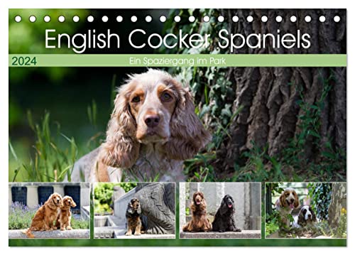 English Cocker Spaniels - Ein Spaziergang im Park (Tischkalender 2024 DIN A5 quer), CALVENDO Monatskalender von CALVENDO