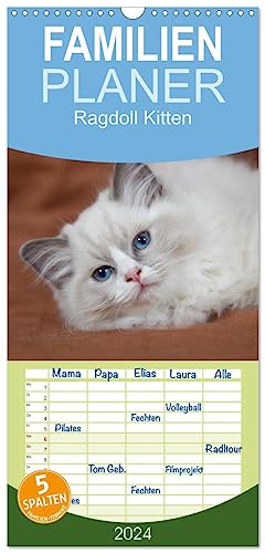 Familienplaner 2024 - Ragdoll Kitten mit 5 Spalten (Wandkalender, 21 cm x 45 cm) CALVENDO