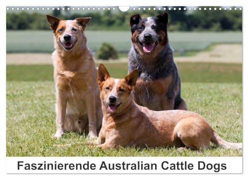 Faszinierende Australian Cattle Dogs (Wandkalender 2024 DIN A3 quer), CALVENDO Monatskalender: Australian Cattle Dogs - der Hund mit regem Geist und agilem Körper von CALVENDO