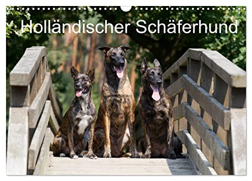 Holländischer Schäferhund (Wandkalender 2024 DIN A3 quer), CALVENDO Monatskalender
