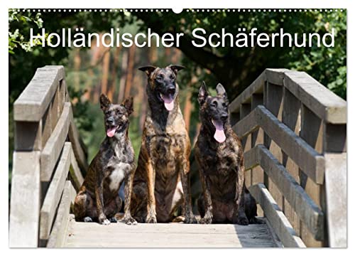 Holländischer Schäferhund (Wandkalender 2025 DIN A2 quer), CALVENDO Monatskalender von CALVENDO