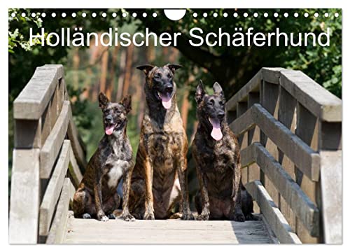 Holländischer Schäferhund (Wandkalender 2025 DIN A4 quer), CALVENDO Monatskalender von CALVENDO