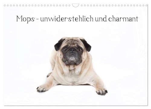 Mops - unwiderstehlich und charmant (Wandkalender 2025 DIN A3 quer), CALVENDO Monatskalender: Dieser Kalender zeigt den Mops in verschiedenen Posen in einem reinweißem Kalender. von CALVENDO