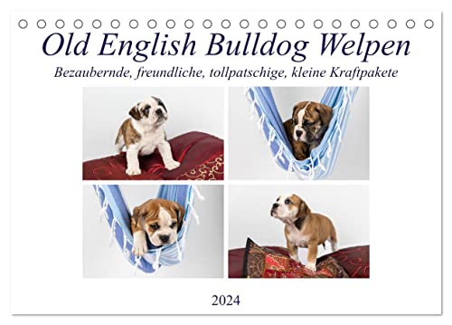 Old English Bulldog Welpen (Tischkalender 2024 DIN A5 quer), CALVENDO Monatskalender von CALVENDO