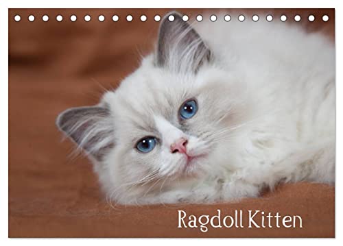 Ragdoll Kitten (Tischkalender 2025 DIN A5 quer), CALVENDO Monatskalender von CALVENDO